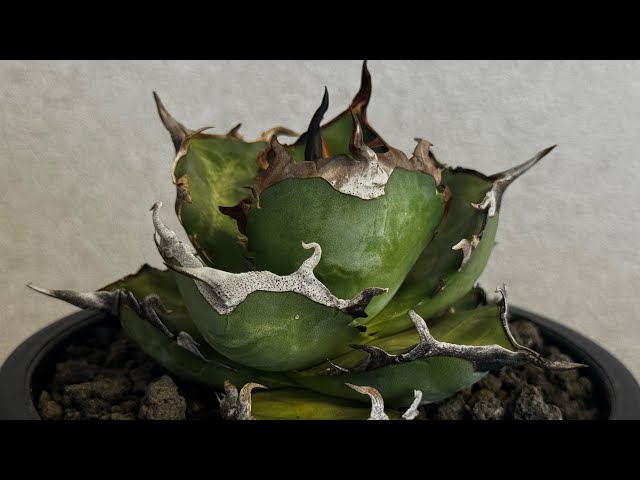 アガベ・チタノタ ハデス 黒帝斯(台湾Hanes) -044｜agave titanota