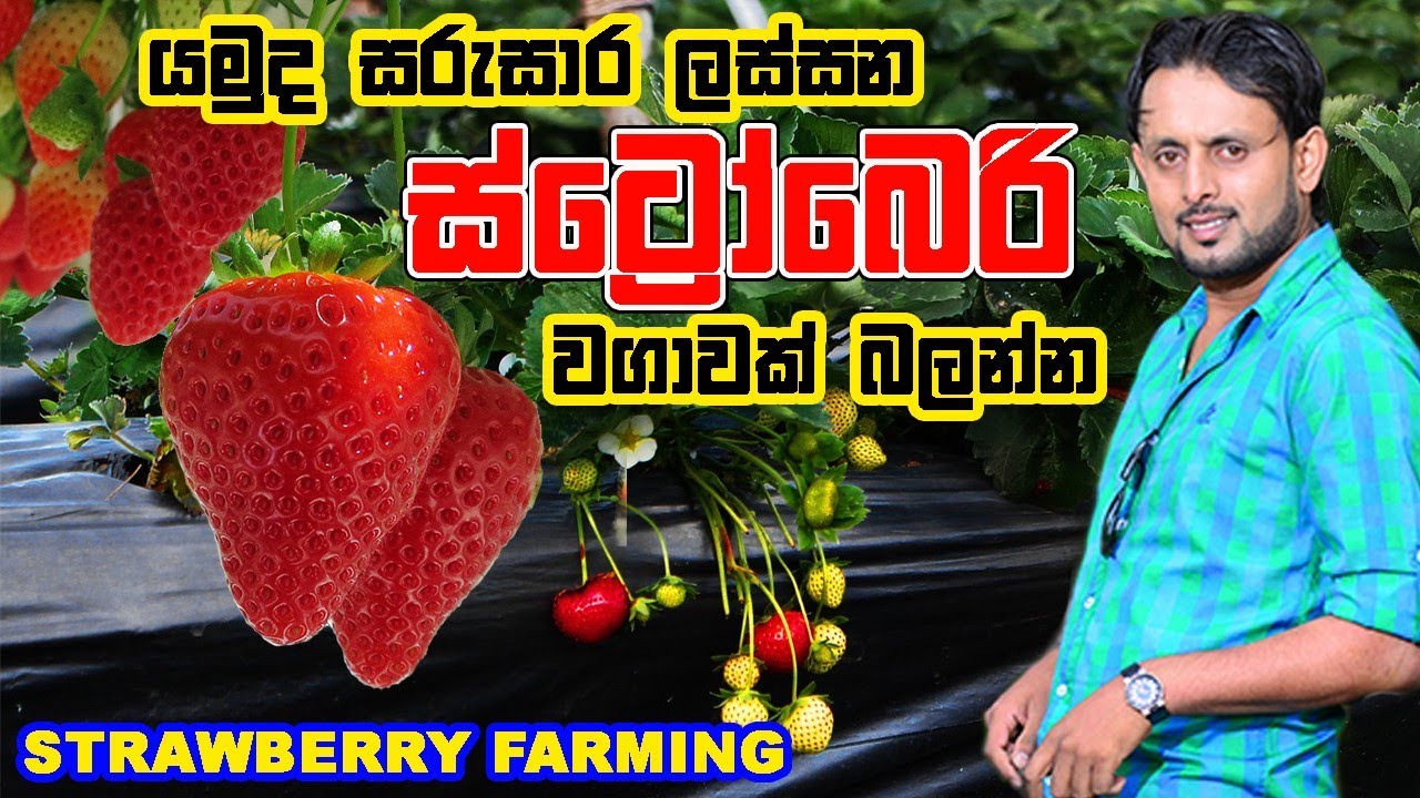 Strawberry Farming In Sri Lanka Nuwara Eliya YouTube