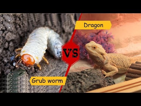 دراجون ضد الدود الناكش شوفو سحلية وهي عبتاكل ديدان عجيبة