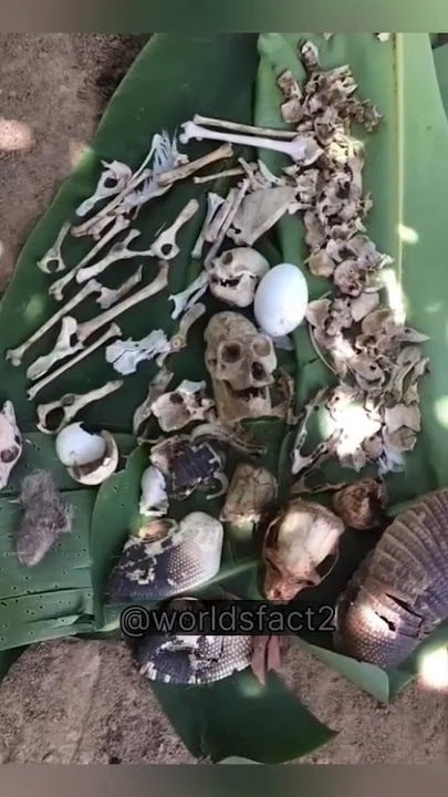 Did you know Harpy eagle ??