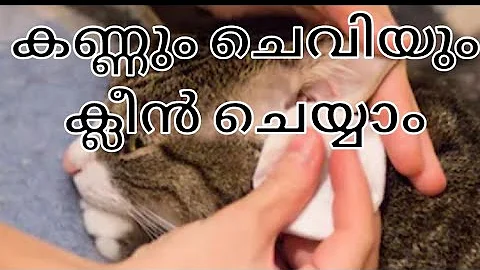Video 169371: persian cat ear cleaning, persian cat eye cleaning