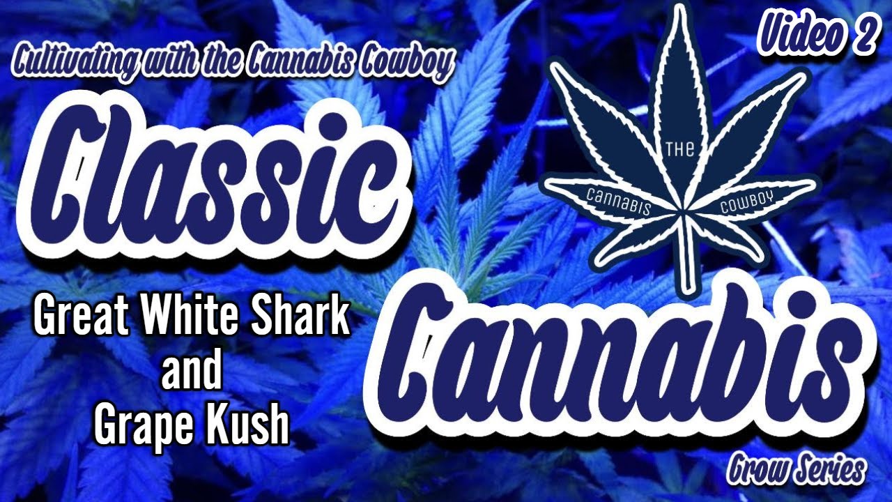 Great White Shark/Grape Kush - Classic Cannabis Grow Series - Video 2