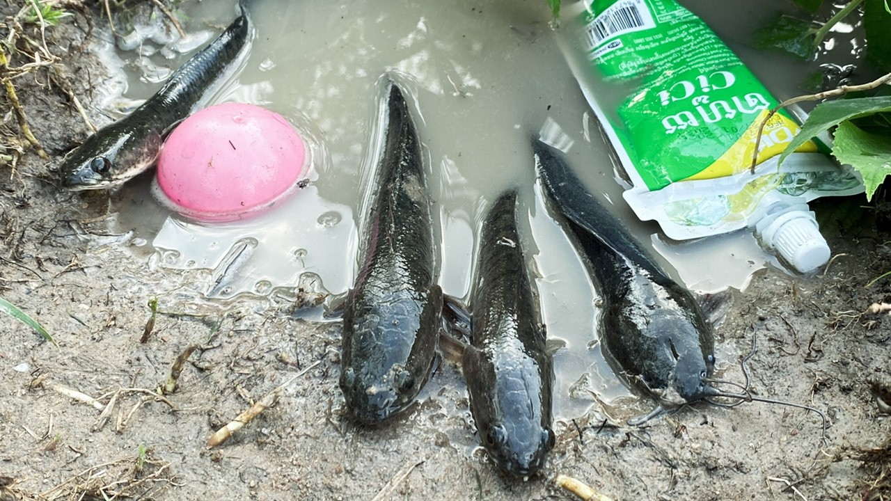 Catching some fish, snail and jelly.