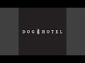 Dog Hotel - Sound In The Signals Interview 