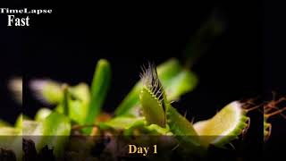 Venus Flytrap Digest the Fly Time Lapse #Shorts