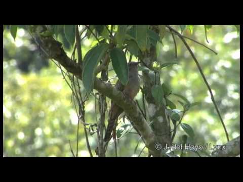 Burung Kedasih Plaintive Cuckoo Cacomantis Merulinus Youtube