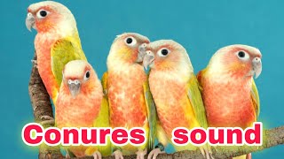 conures sound green cheeked conures sing Nature relaxing sound Forest Sound parrot birds