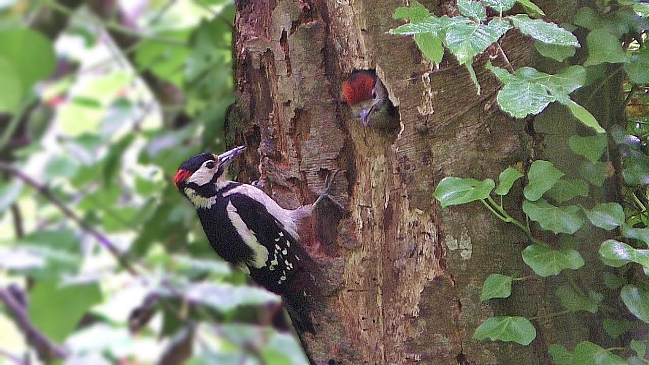 Great Spotted Woodpecker Chicks 2019 
