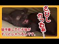 【保護子猫 家族29日目】「留守番の寂しさからずっと甘える子猫がたまりません」
