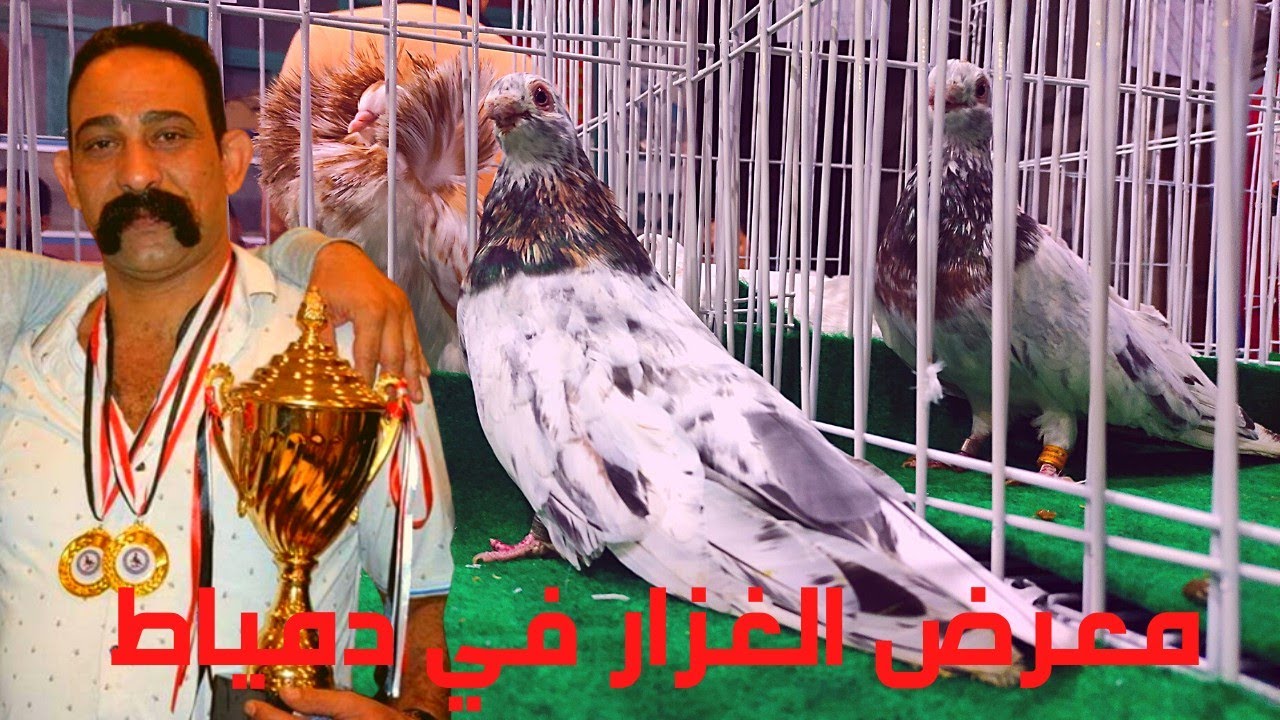 تصوير  حمام الغزار  من معرض دمياط اقوى مستويات الحمام تشوفها على اليوتيوب