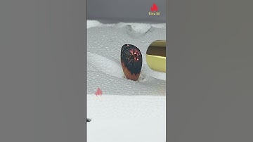 Fire Vs Stuff | Torch Flame Experiments #viral #experiment #burn #fireworks #satisfying #tiktok #abc