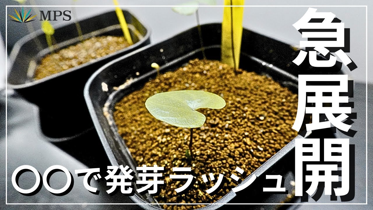 【実生検証】塊根植物亀甲竜の発芽率を上げる方法！未発芽ロットをこの環境で発芽させました！