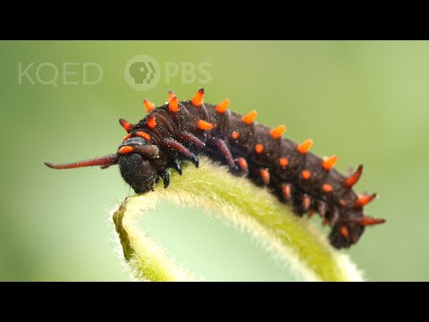 Video: Dutchman's Pipe Butterfly Info – Lär dig om Giant Dutchman's Pipe Toxicitet