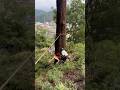 『お墓の上の杉の木の伐採』 Husqvarna 572xp #shorts #automobile #woodworking #chainsaw #伐採