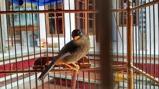 Pancingan suara STANDART Poksay Mandarin agar ikut GACOR bikin Ngeler Kicau MANIA