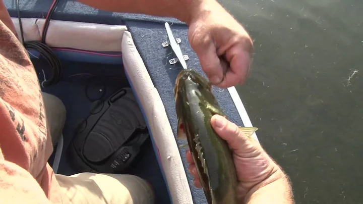 How to properly catch and release a fish