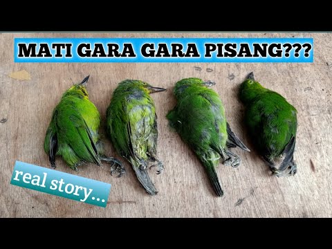 Penyebab Cucak Ijo Mati Cucak Ijo Jantan Youtube