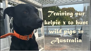 Training our Kelpie x to hunt wild pigs in the Aussie outback. by South2North Hunting 3,844 views 3 months ago 7 minutes, 41 seconds