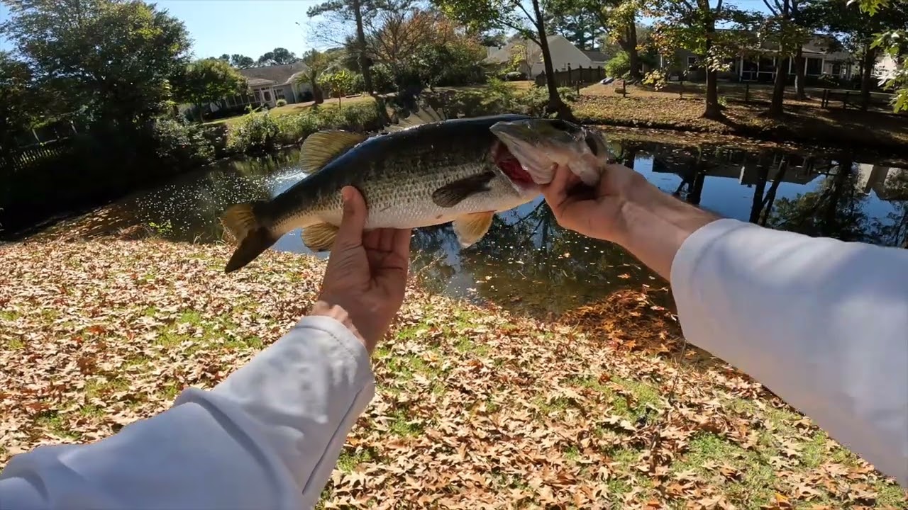 Fall Time Bass FISHING (Charleston, SC)