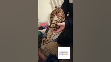 Ball Python Handling #shorts #python #snake #pet