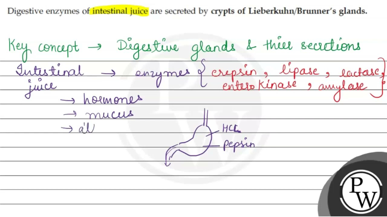Digestive enzymes of intestinal juice are secreted by crypts of Lie...