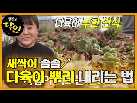 <strong>다육이</strong> 포장 달인이 알려주는 <strong>다육이</strong> 잘 키우는 방법★ #생활의달인 #LittleBigMastersReview #SBSstory