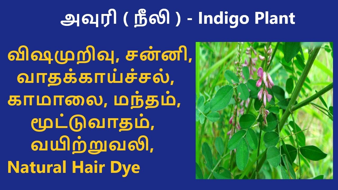 Avuri Ilai Benefits in Tamil | Neeli | Indigo Plant | Indigofera ...