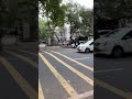 القرود في شوارع الهند