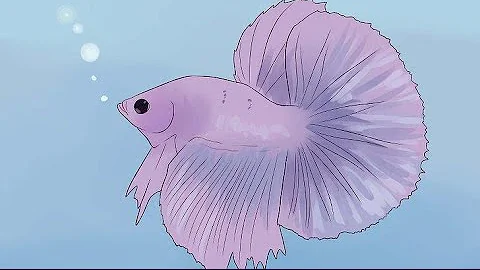 Pourquoi le poisson combattant est gonflé ?