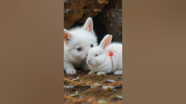 Dog rescue Rabbit | Injured Rabbit | See full video below | Helping Friends