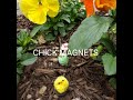 CHICK MAGNETS