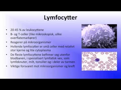 Video: Forskjellen Mellom Leukocytter Og Lymfocytter