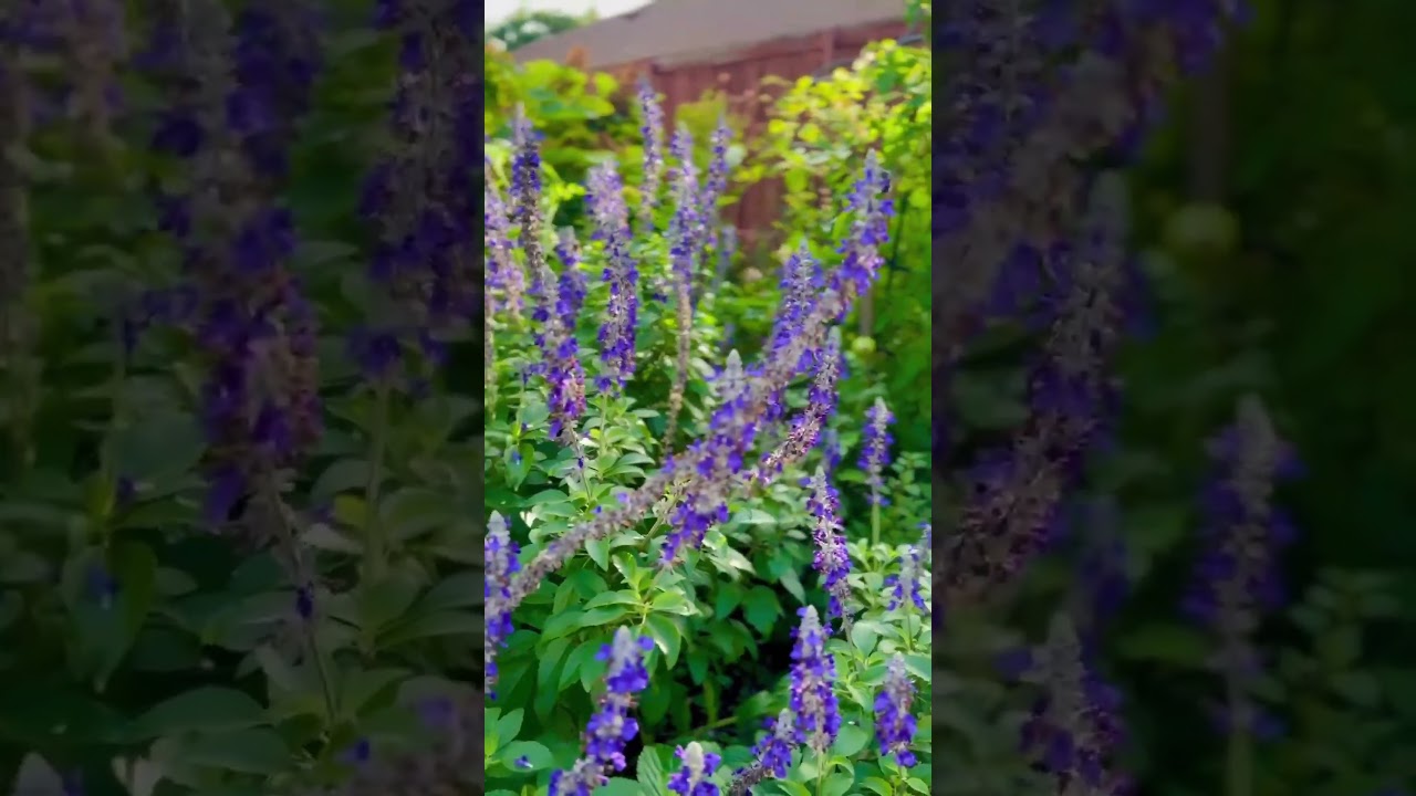 June recap: the bees love their pollinator bed