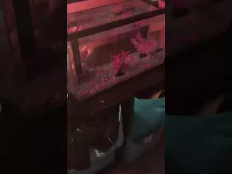 How to acclimate a Betta fish