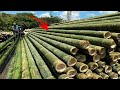 Bambusz - a világ legcsodálatosabb fűféléje!