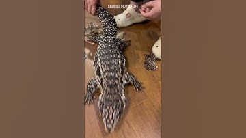 Help Lizard Tegu Peeling Skin  #lizard #shedding #tegu #lizardskinpeeling