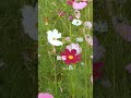 #島津亜矢by 秋桜#3#飯田市なんじゃもんじゃ #IidacitynaganoJapan#長野県飯田市 #ヒトツバタゴ