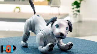 Buy This Robot Dog For Only $3K!