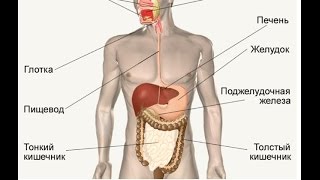 анатомия желудка и двенадцатиперстной кишки(Пищеварительная система человека (лат. systema digestorium) осуществляет переваривание пищи (путём её физической..., 2014-09-20T10:58:50.000Z)