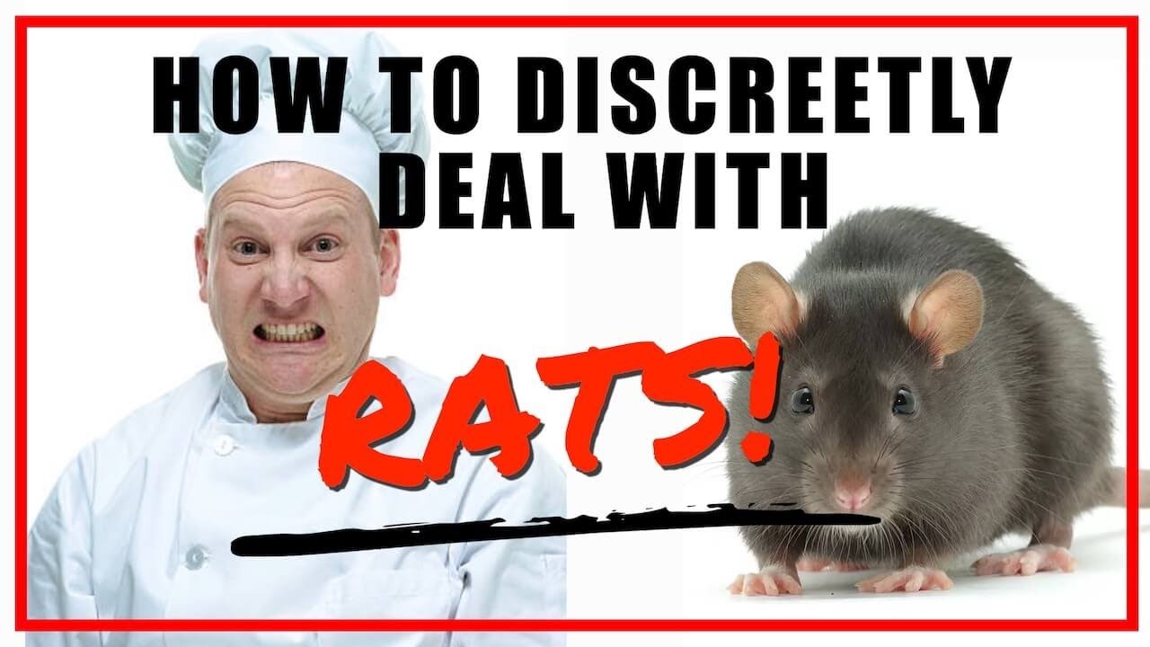 Discreet Restaurant Rat Removal, Customer Saw Rat, Crumbs, Staff, Water, Prep Area, Orlando Area