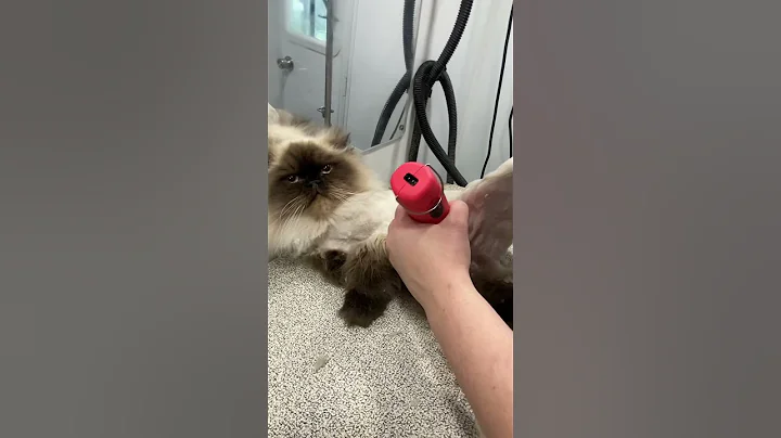 Leo is completely comfortable with the grooming process. Here is how to shave under a Cat’s Leg.