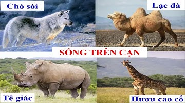 TNXH Lớp 2 Tuần 27: Loài vật sống ở đâu?