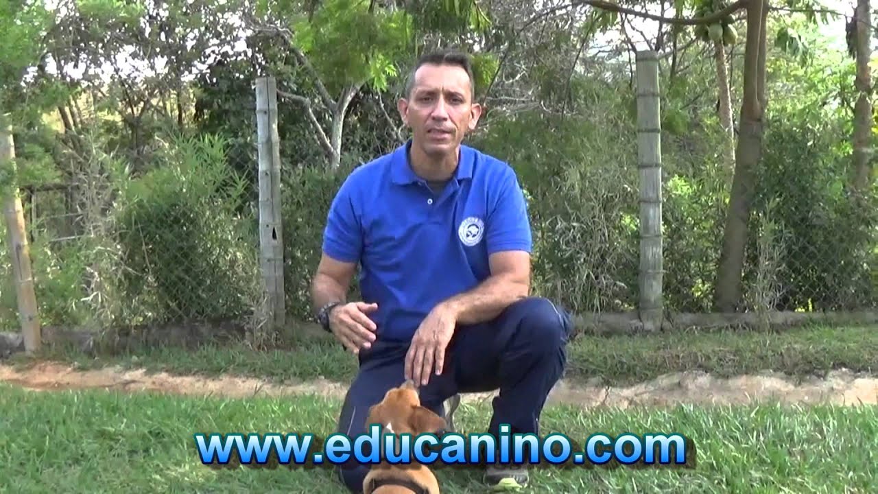 Adiestramiento de perros tips para acudir al llamado