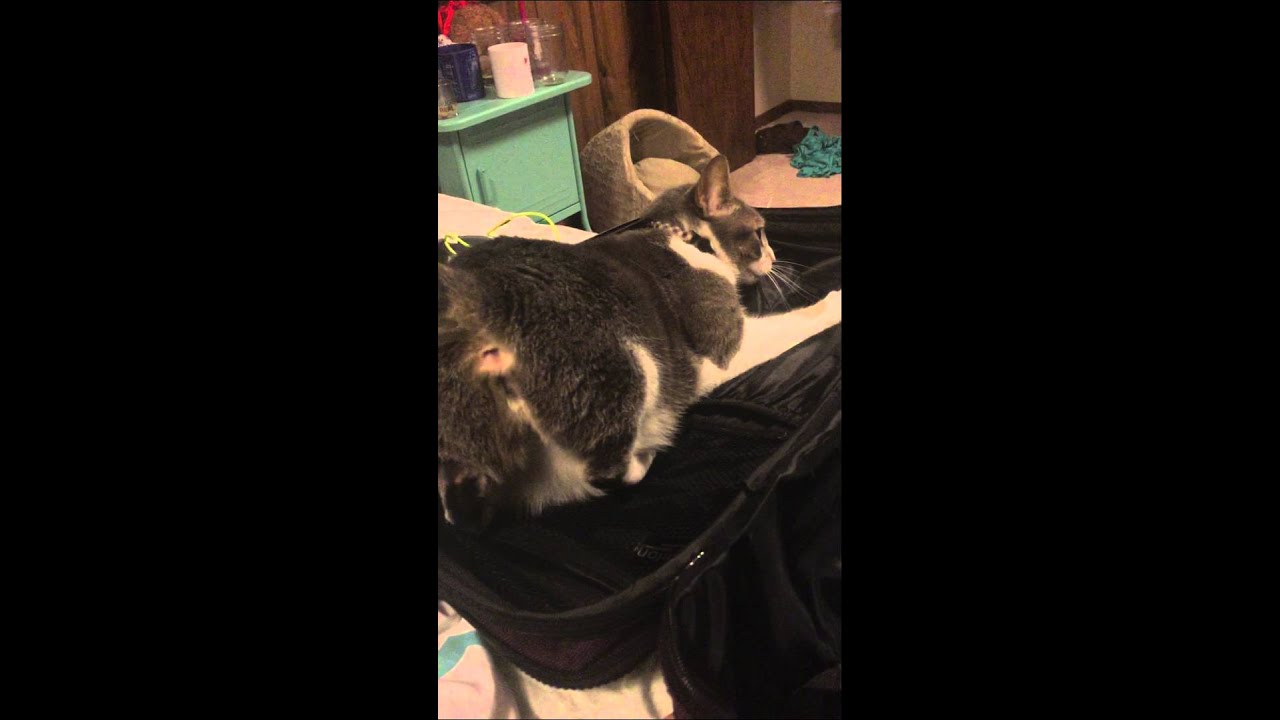 Cat attacks suitcase YouTube