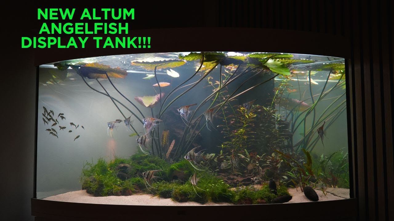 Corner Fishtank with Altum Angels in our living room!!