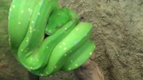 FEMALE GREEN TREE PYTHONS