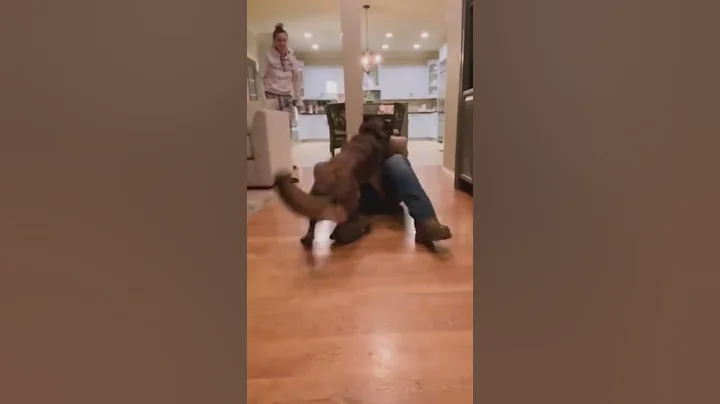 Dog protects child during home invasion! #shorts