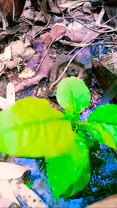 bel plant growth day 189