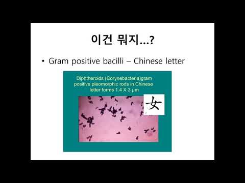 임상에서 경험하는 미생물   그람 양성균, 그람음성균, 혐기균