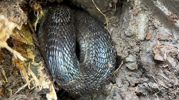 Ngày Thứ 2 Truy Tìm Con Rắn Hổ Mang Để Lại Lớp Da Trong Nhà Dân | Mười Thương SB